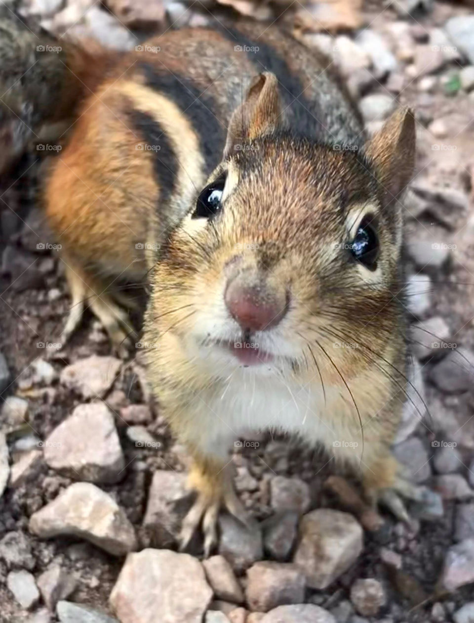 Cute chipmunk looking at the camera