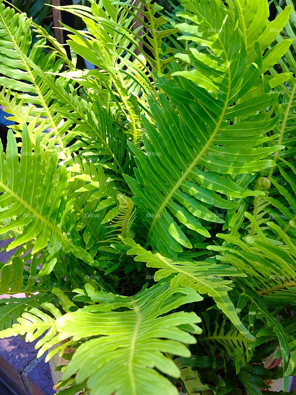 Green silver lady blechnum fern with new fronds