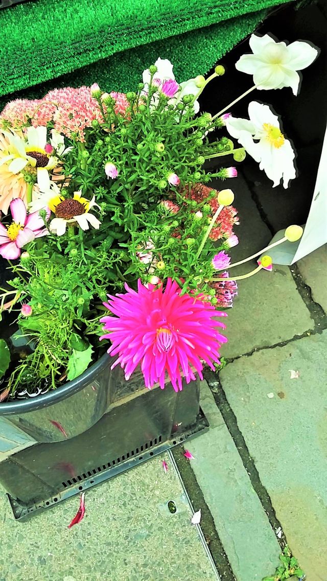 Flowers