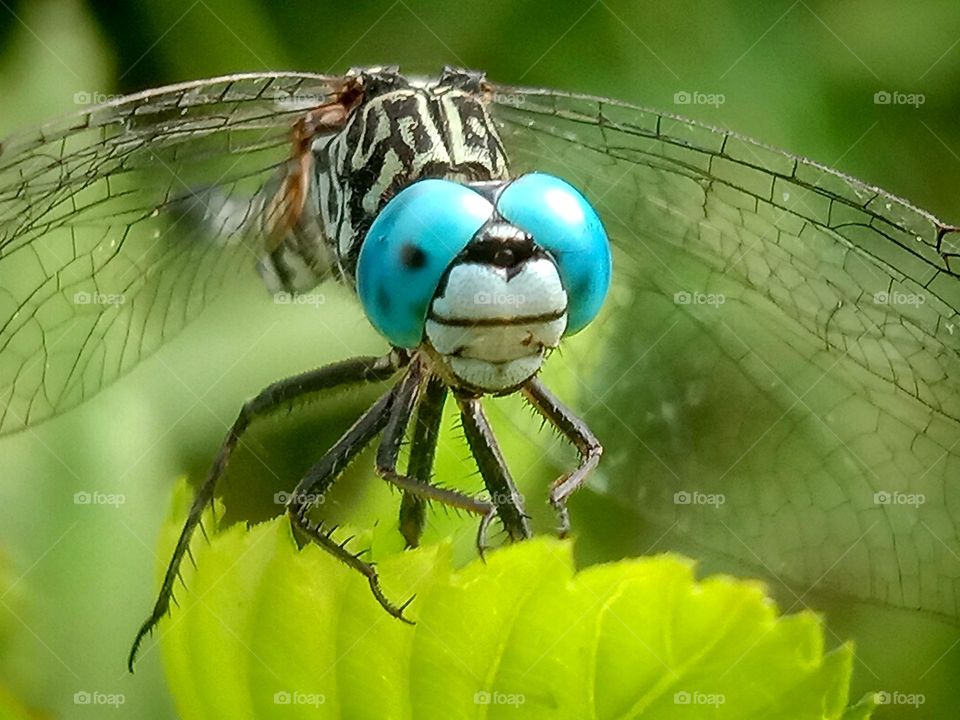 closeup dragonfly