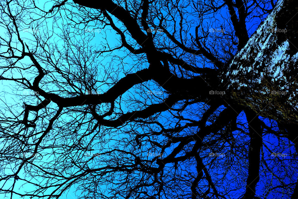 Blue Tree