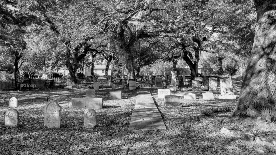 Tree, Cemetery, No Person, Nature, Monochrome