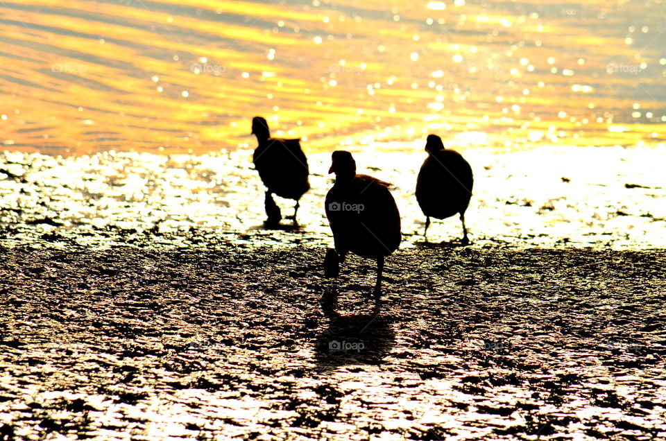 birds silhouette