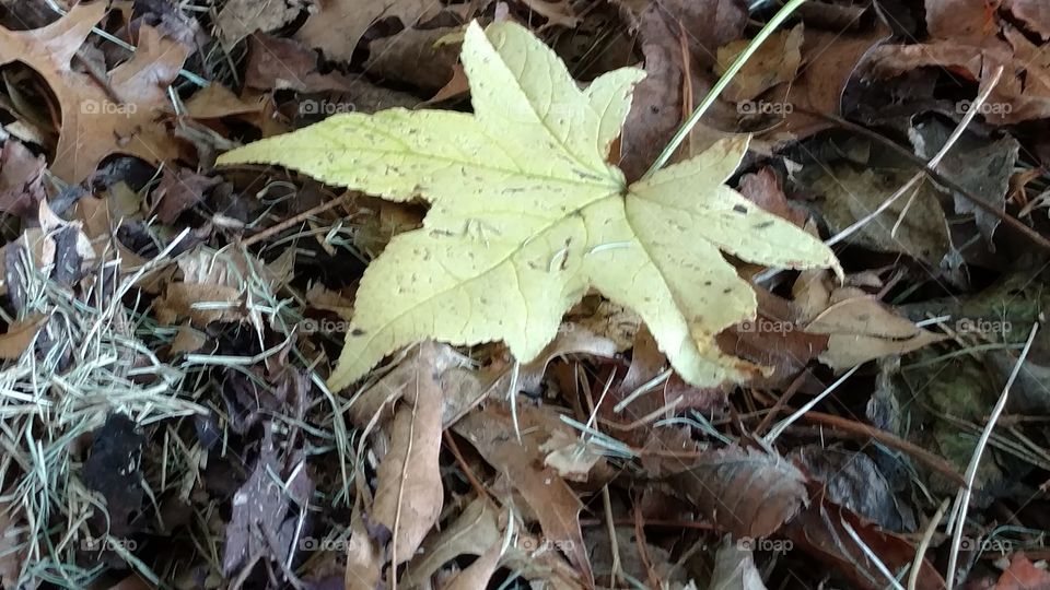 Leaf, Fall, Nature, Ground, No Person