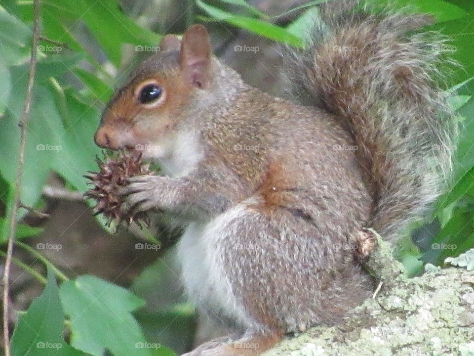 Young Squirrel eating
