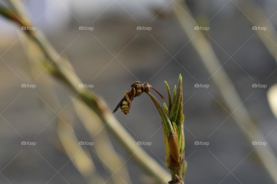 amazing sleeping insect.