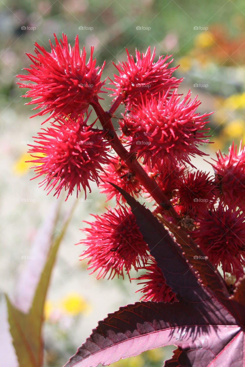 Red Poms