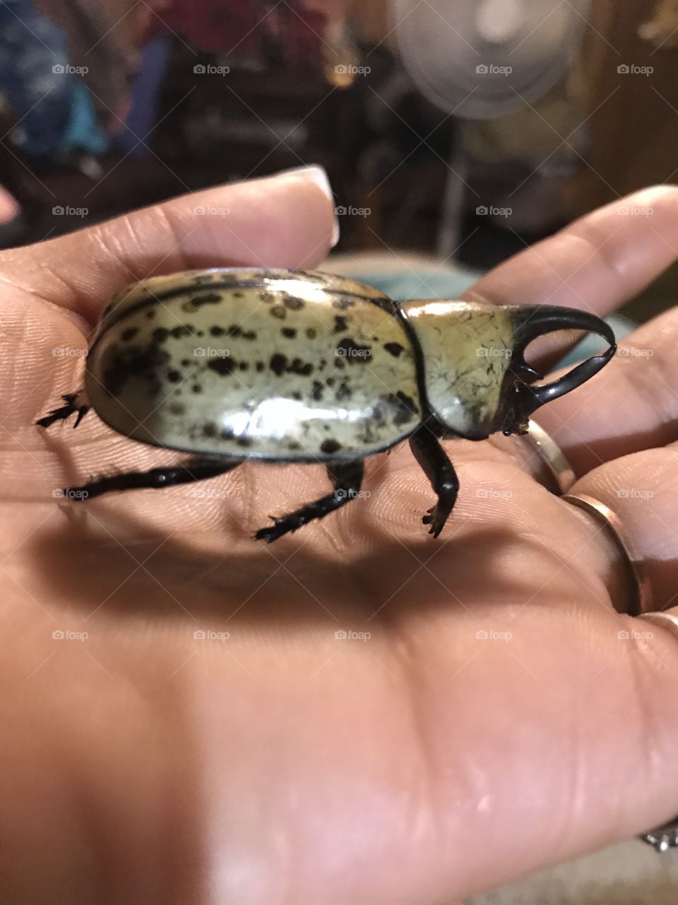 Western Hercules beetle 