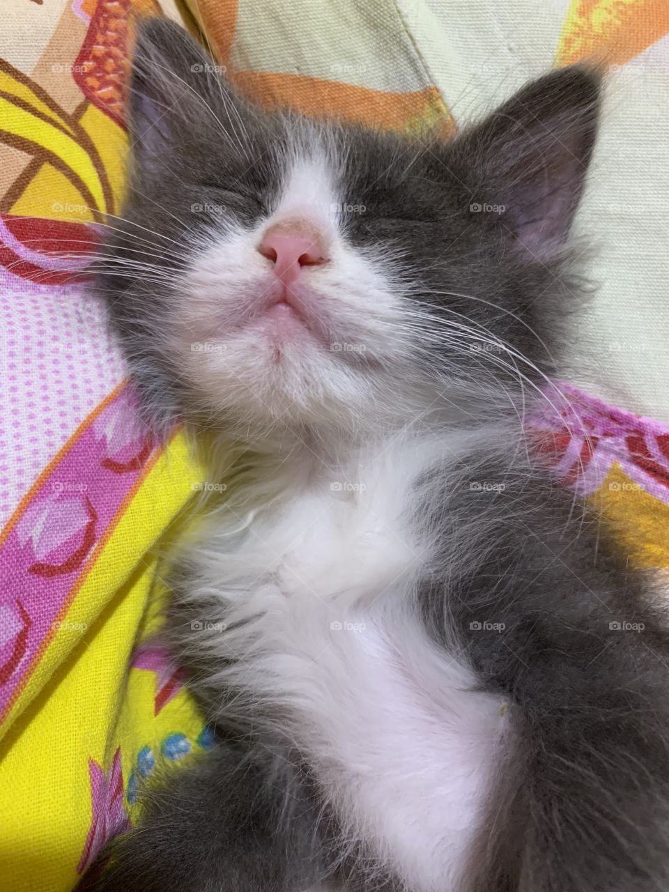 Very cute little cat