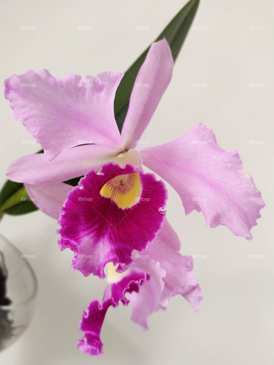 a lovely and colorful pink and rose orchid