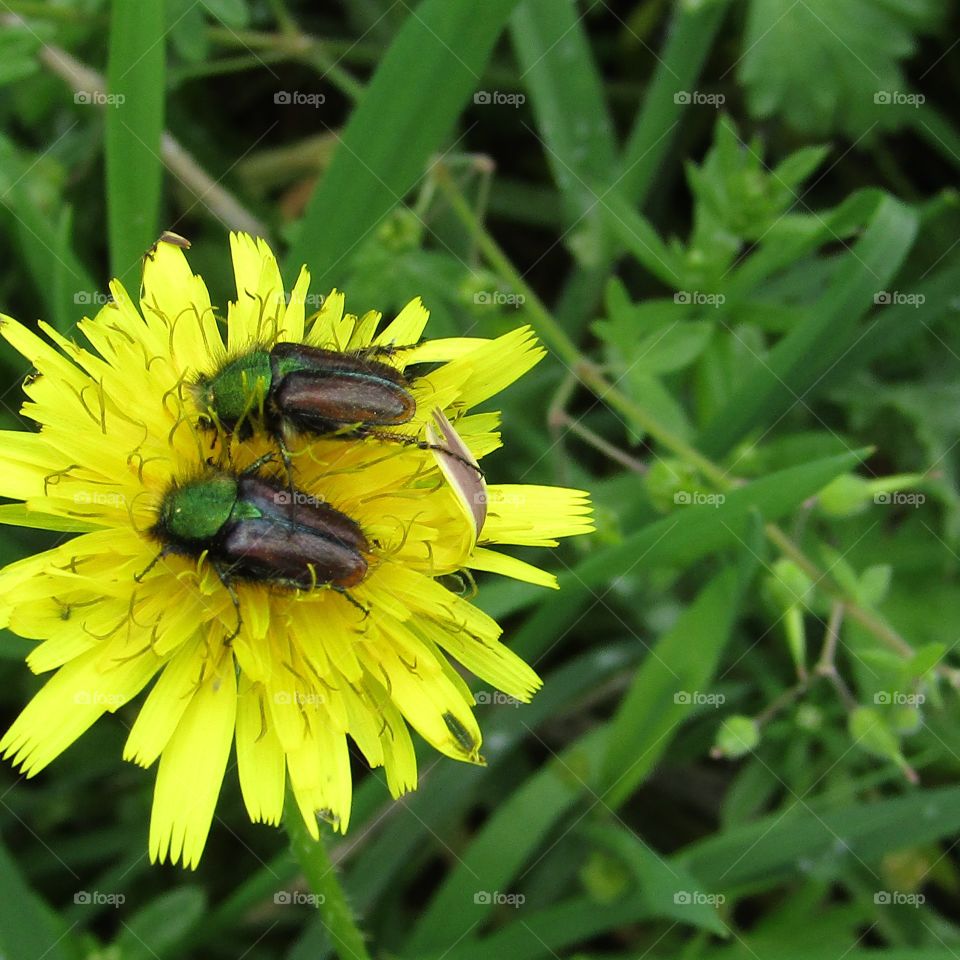 flowers, insects,spring