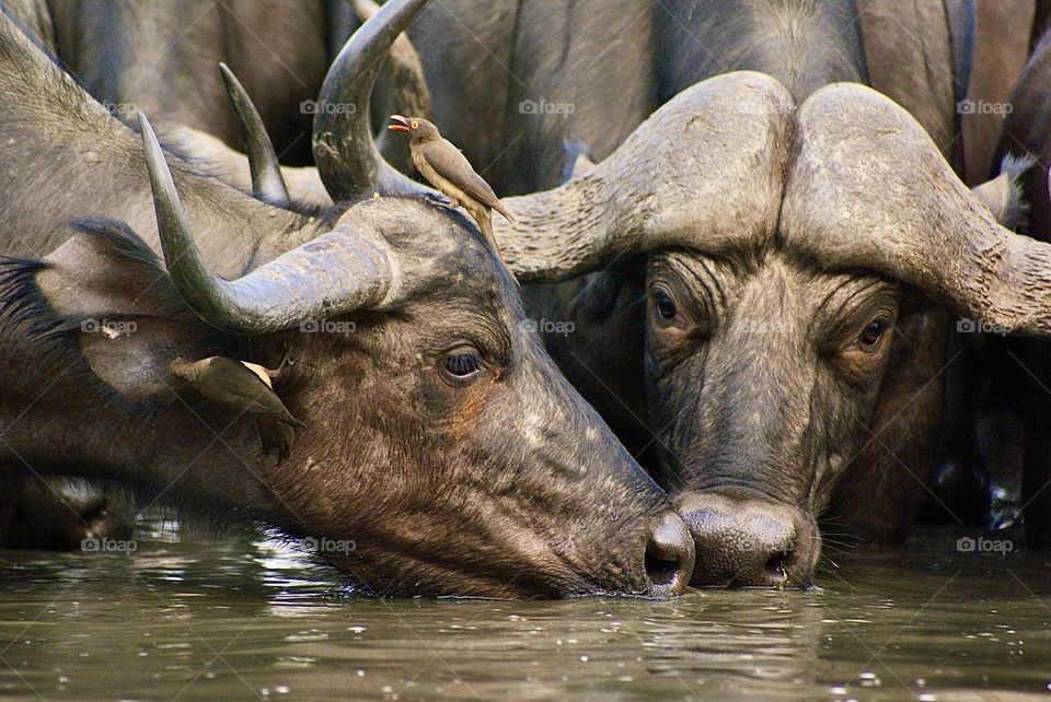 Two buffalos drinking water at the water hole 