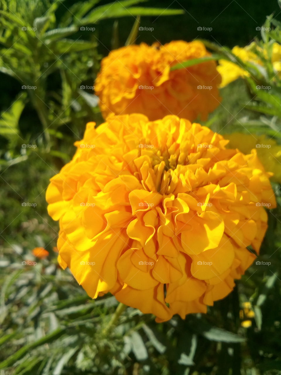 flor reluciente en medio de parque