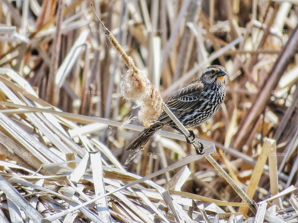 Boucherville parc de la frayère female red winged blackbird