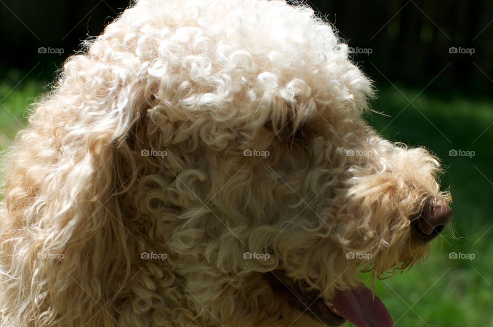 Pup . Labor doodle relaxing in the sun outside on a sunny afternoon. 