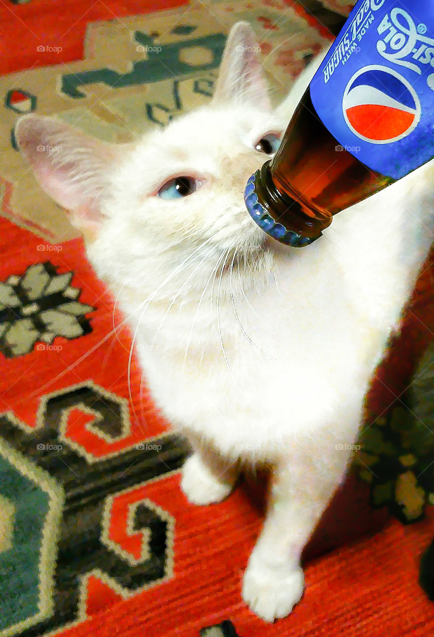 cat smelling Pepsi Cola bottle