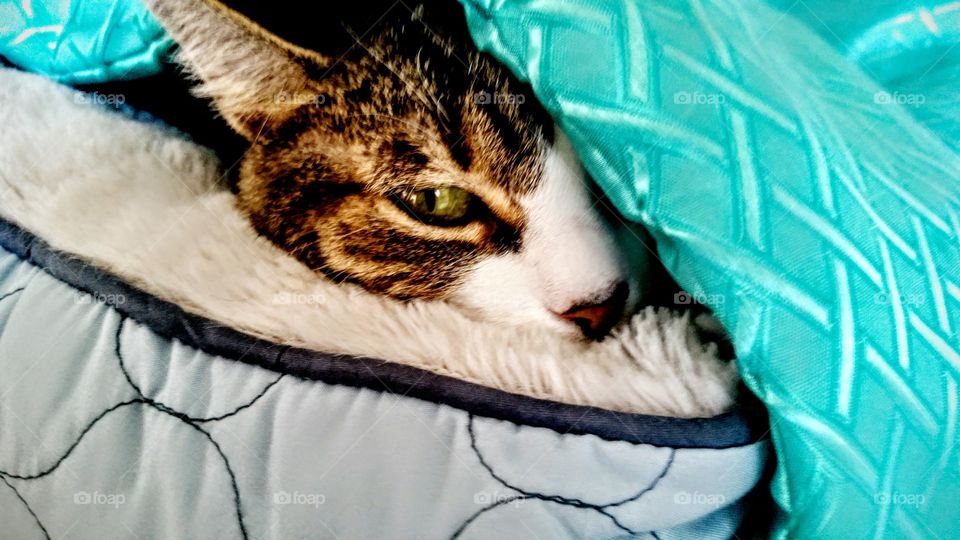 the life of a cat....