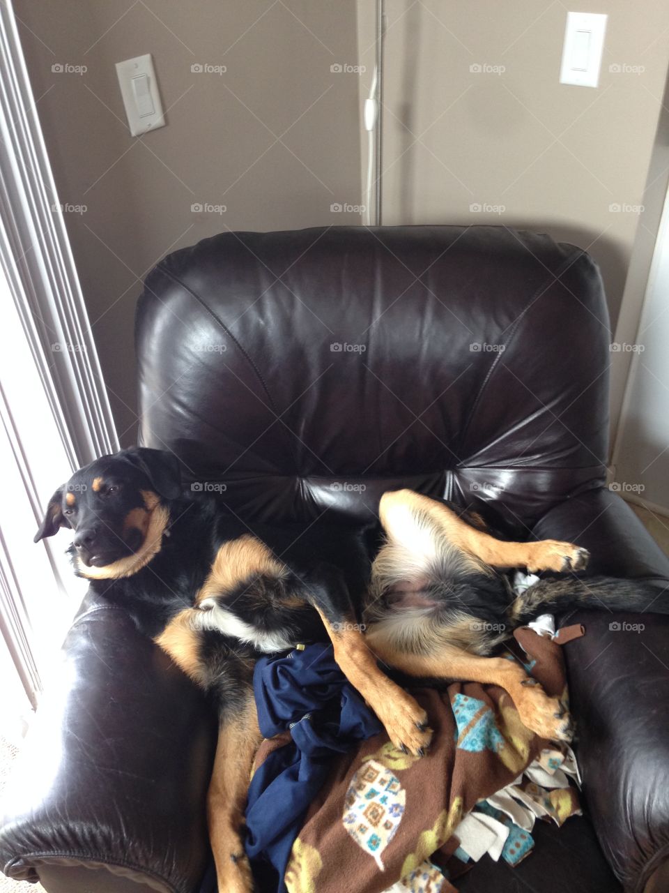 I walked into the family room and Jake was lounging like a human on the chair!