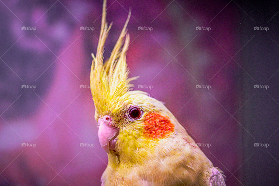 A nymph parrot - animal portrait