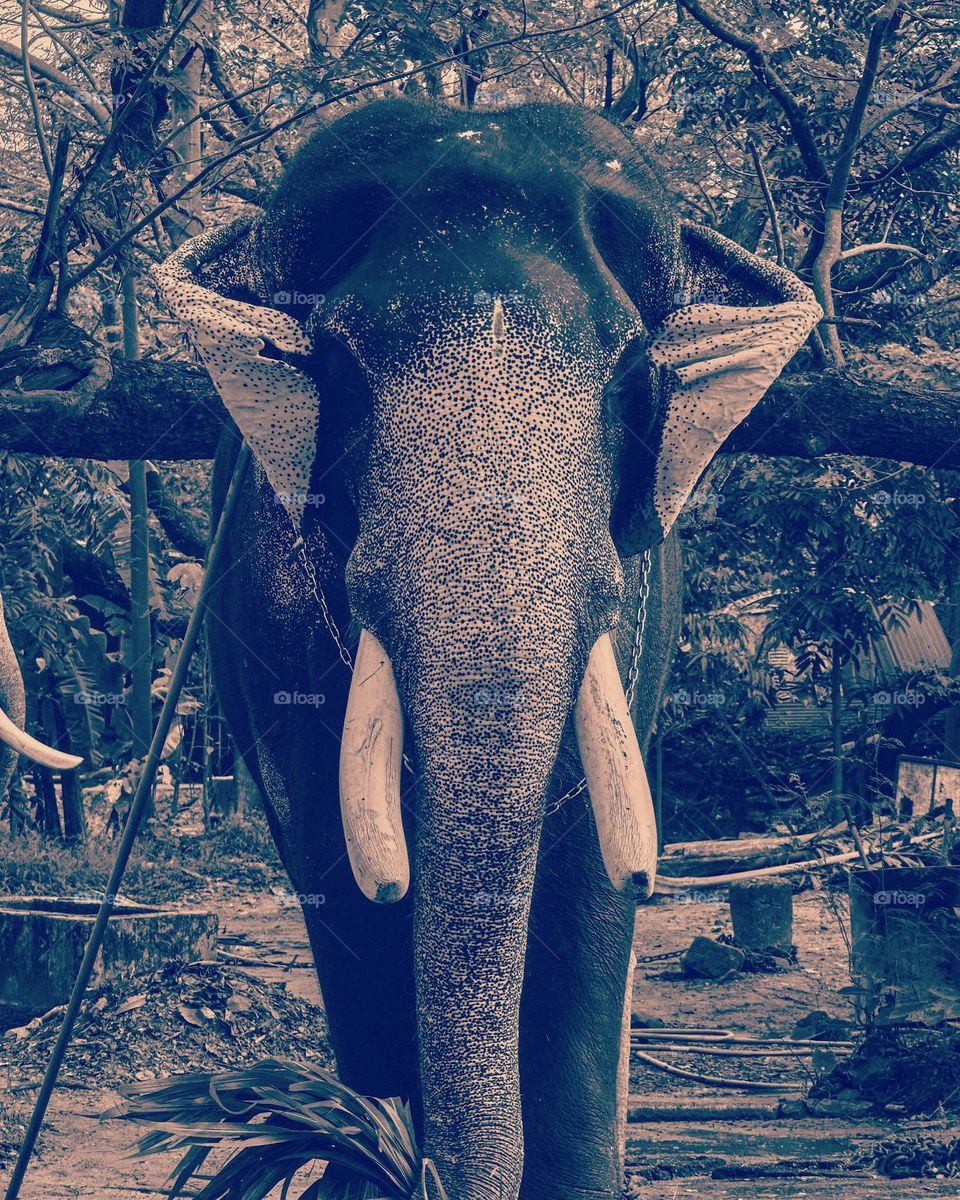 Animal - Elephant - Vintage style photography