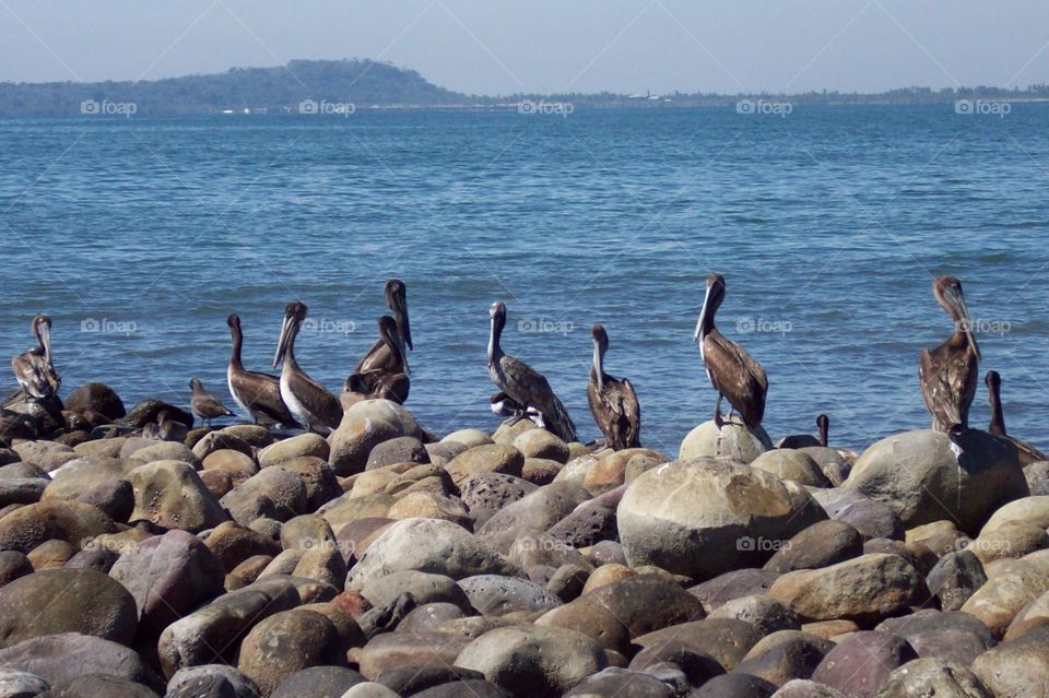 pelicans next to the beach
