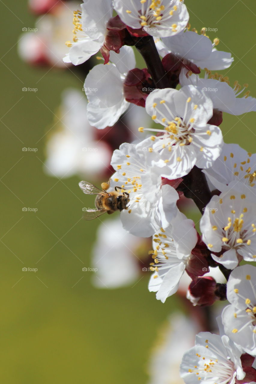 bee gathering nectar of apricot tree flower
