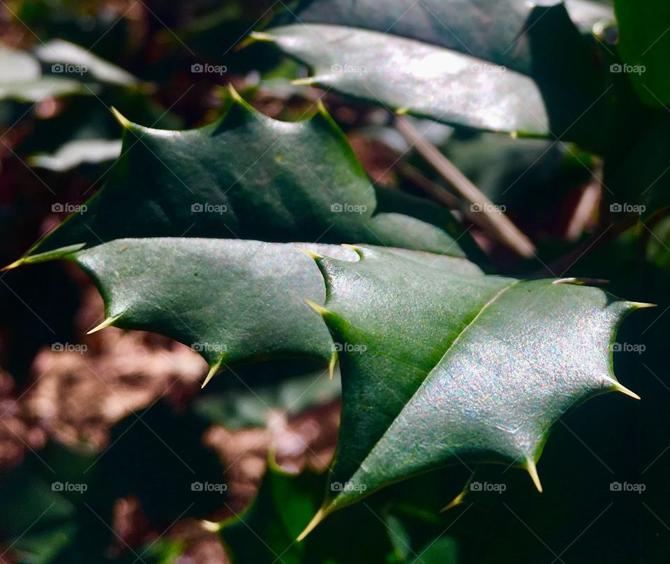 Holly within the forest 