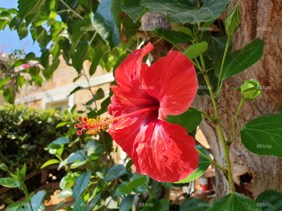 Red flower crete greece