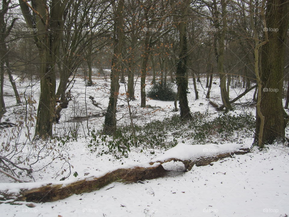 Landscape, Winter, Tree, Snow, Weather