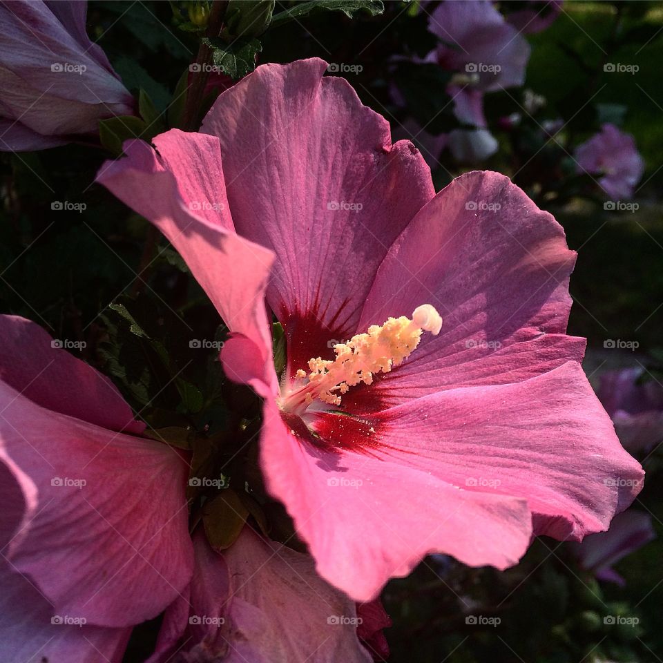 Hibiscus