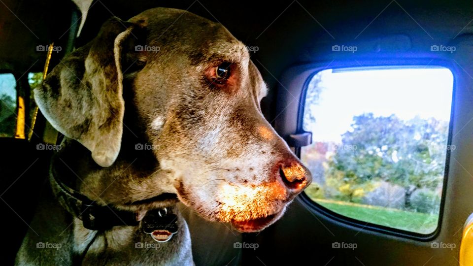 ..when all your days are grey because you are a weimeraner...