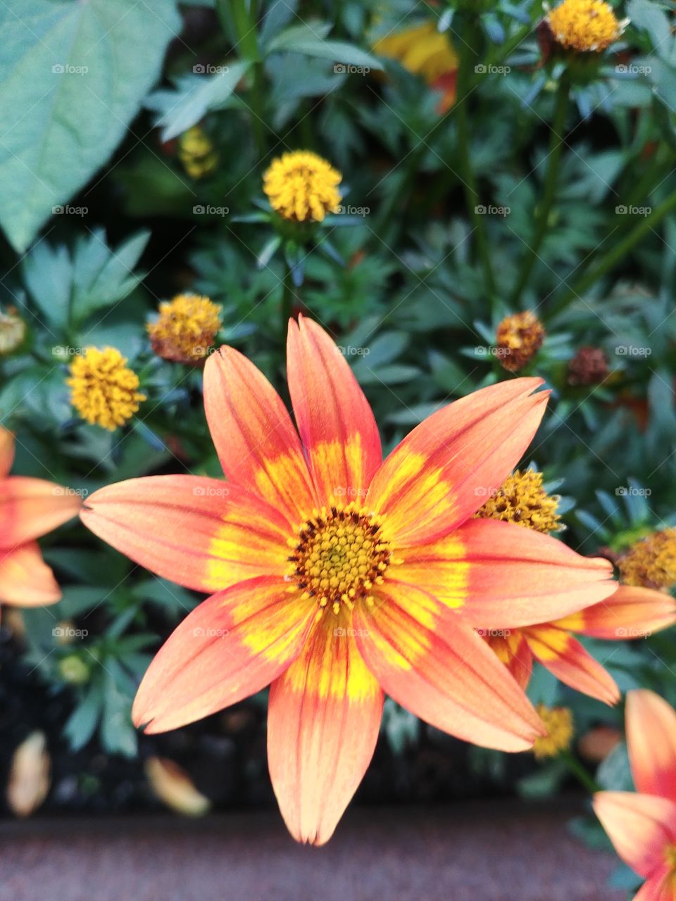 blume blühten Blüte orange Frühling spring Sommer summer