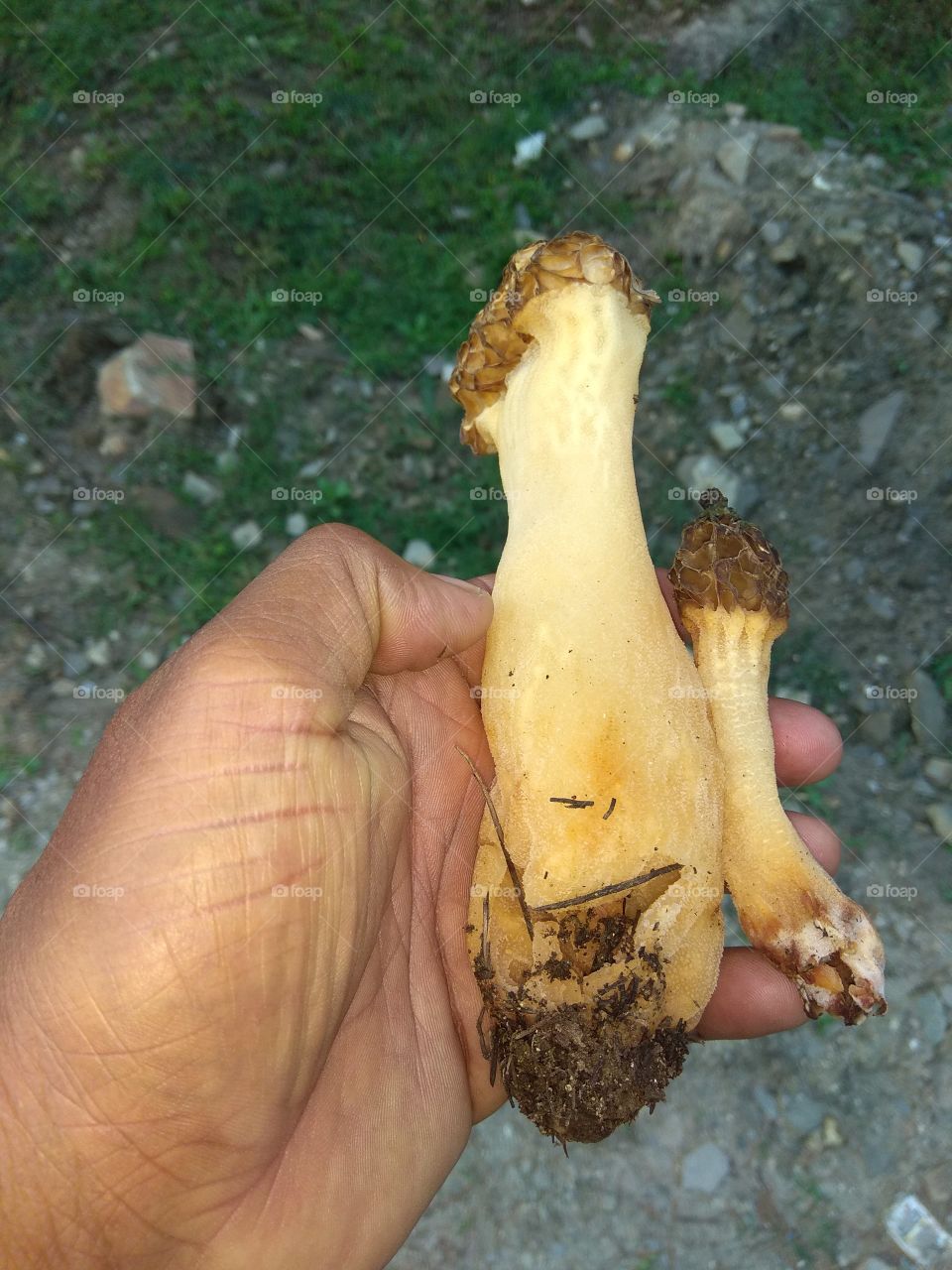 Kashmiri mushroom