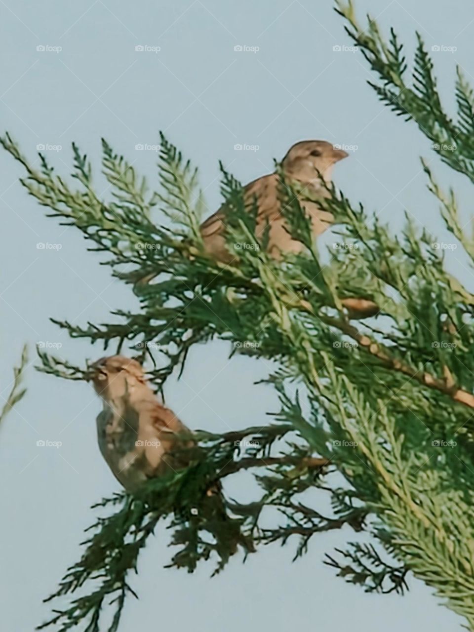 Sparrows on a branch