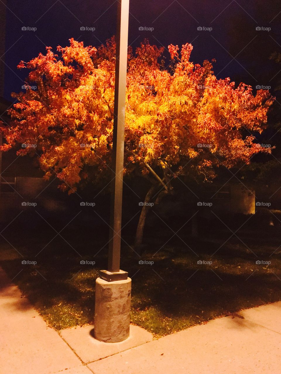 Fall leaves at night.