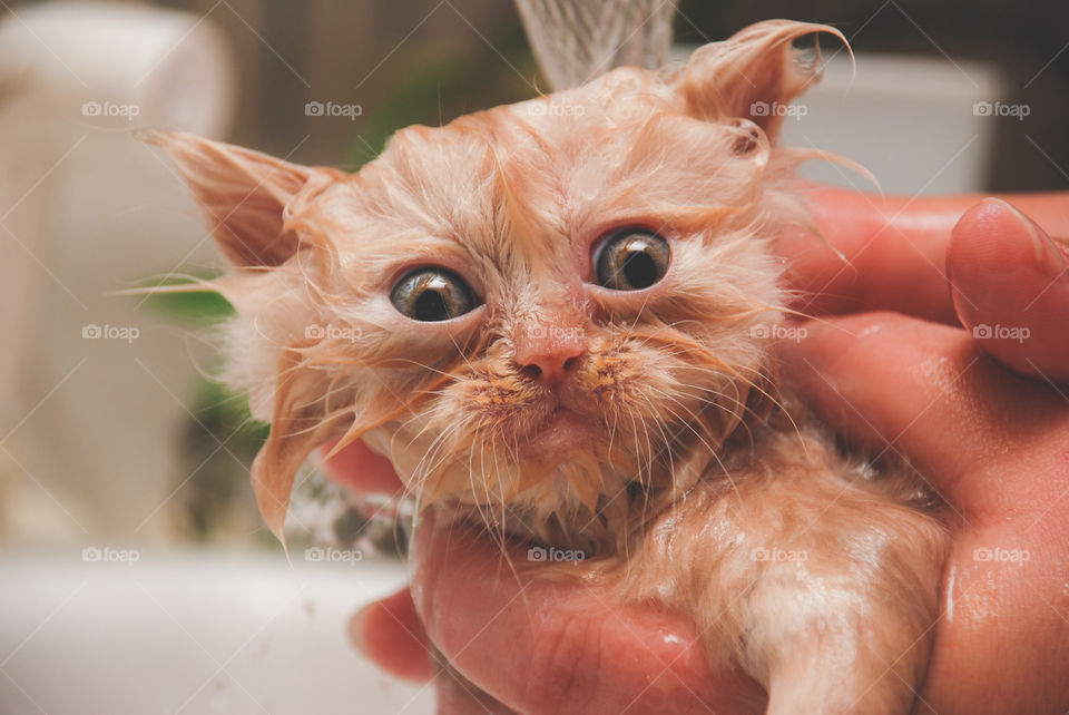 Persian Kitten Getting a Bath in the Kitchen Sink