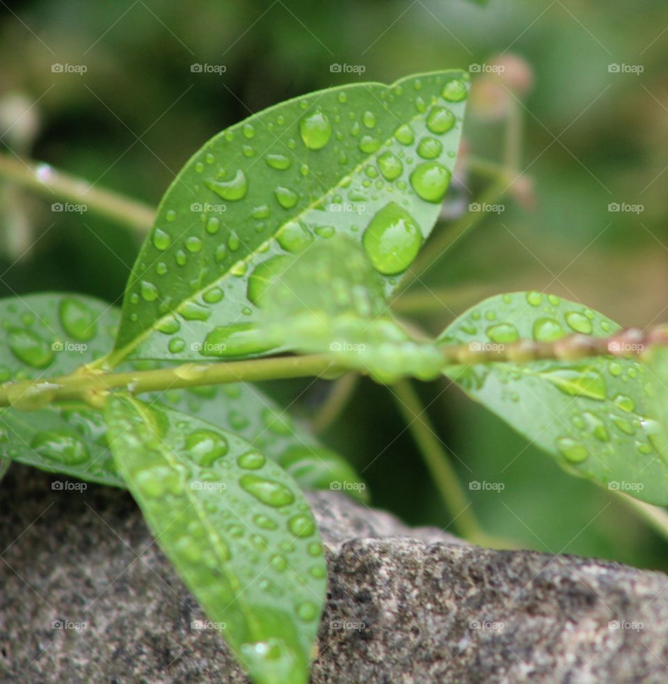 Leaves with raindrops in June 