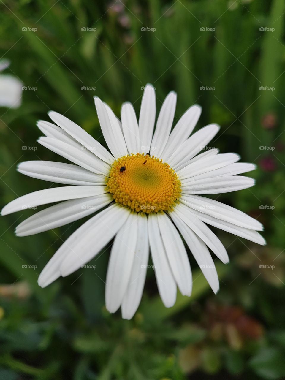 camomile