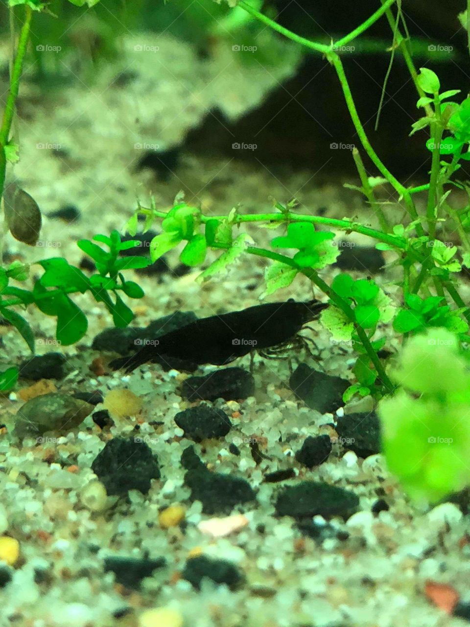 Black Diamond neocardina shrimp