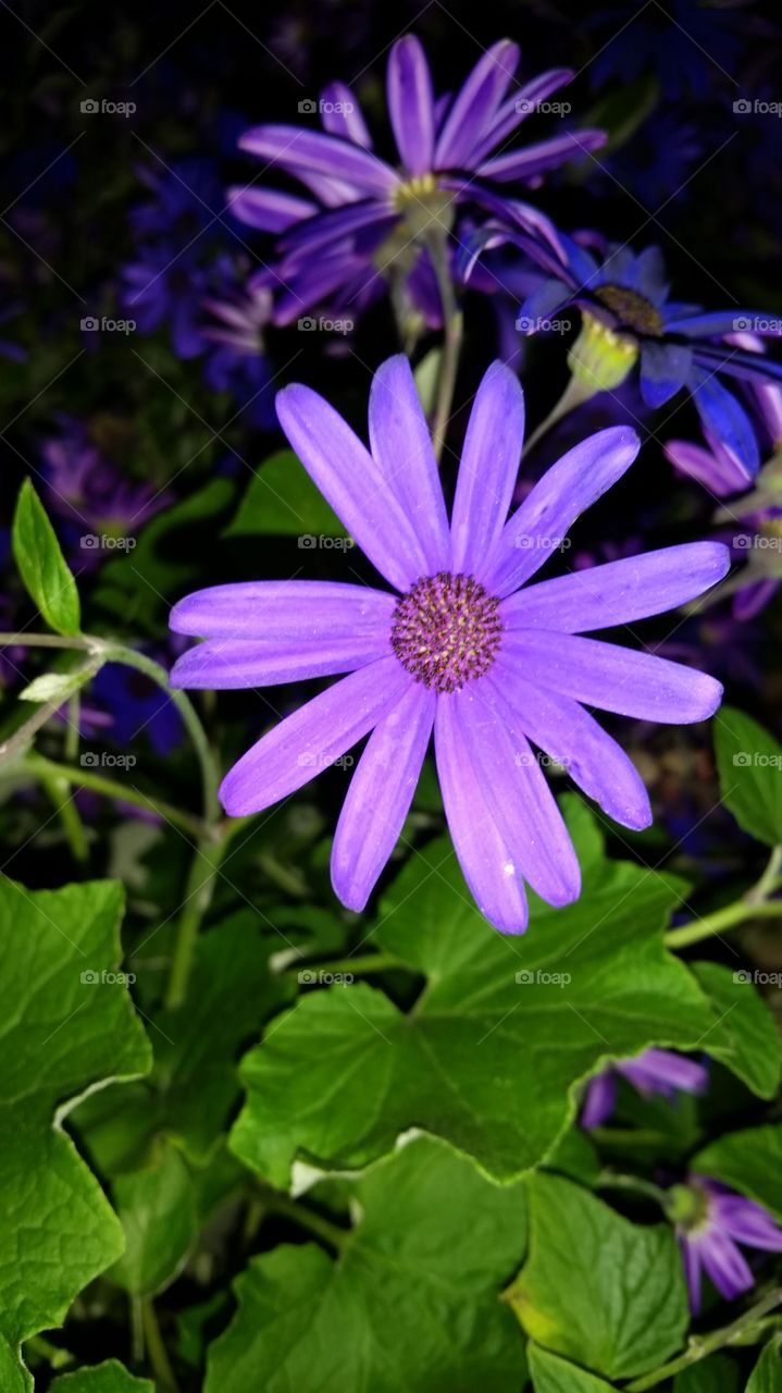 purple senetti daisy