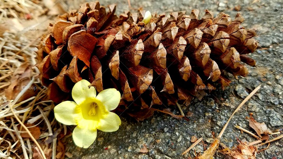 honeysuckle and pinecone