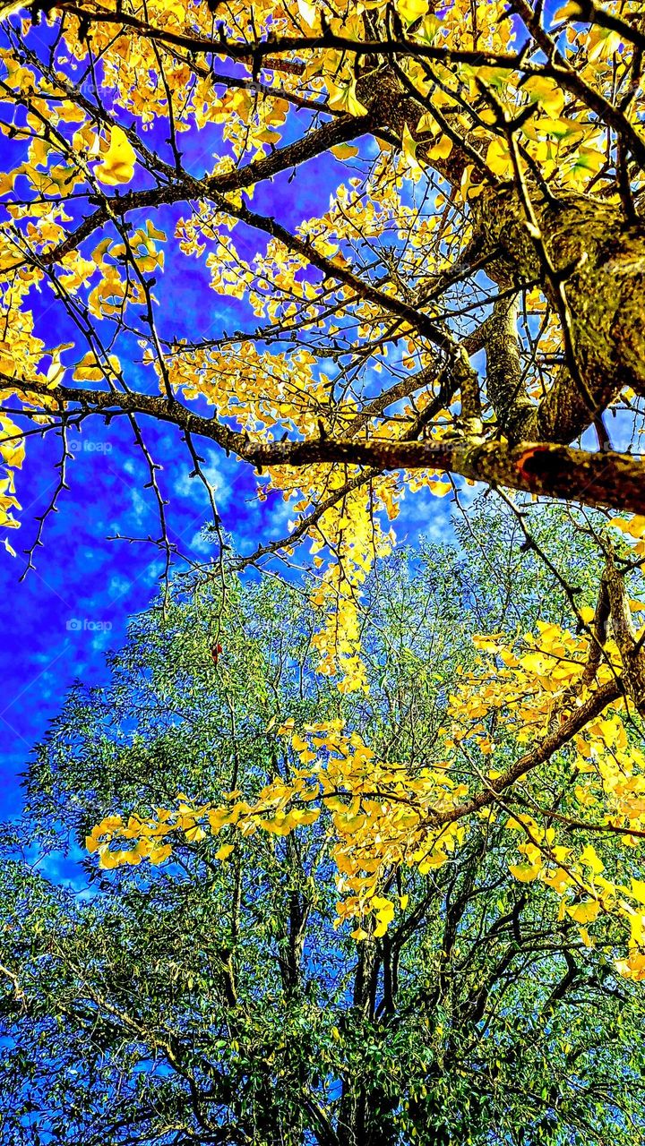 Bright yellow autumn leaves against a green tree and a vivid blue sky with cloud formations