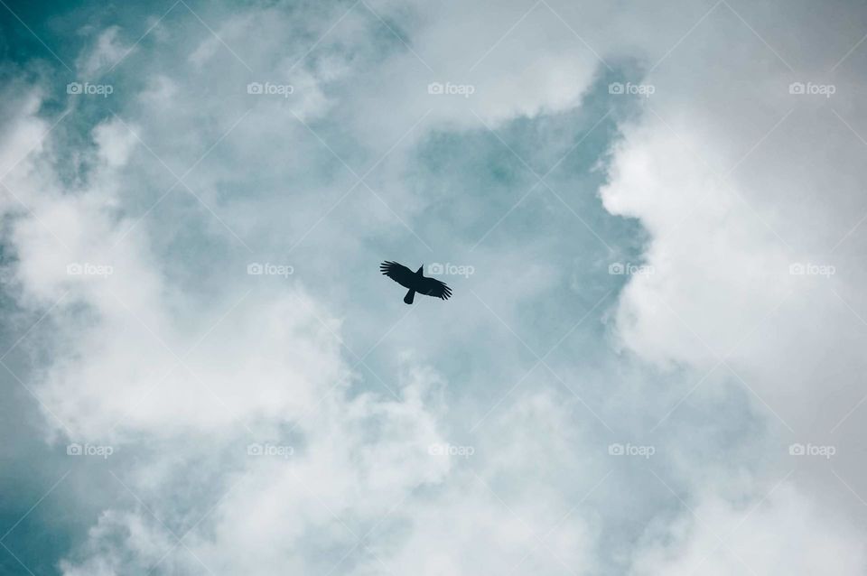 Low angle view of a bird flying in the sky during day 