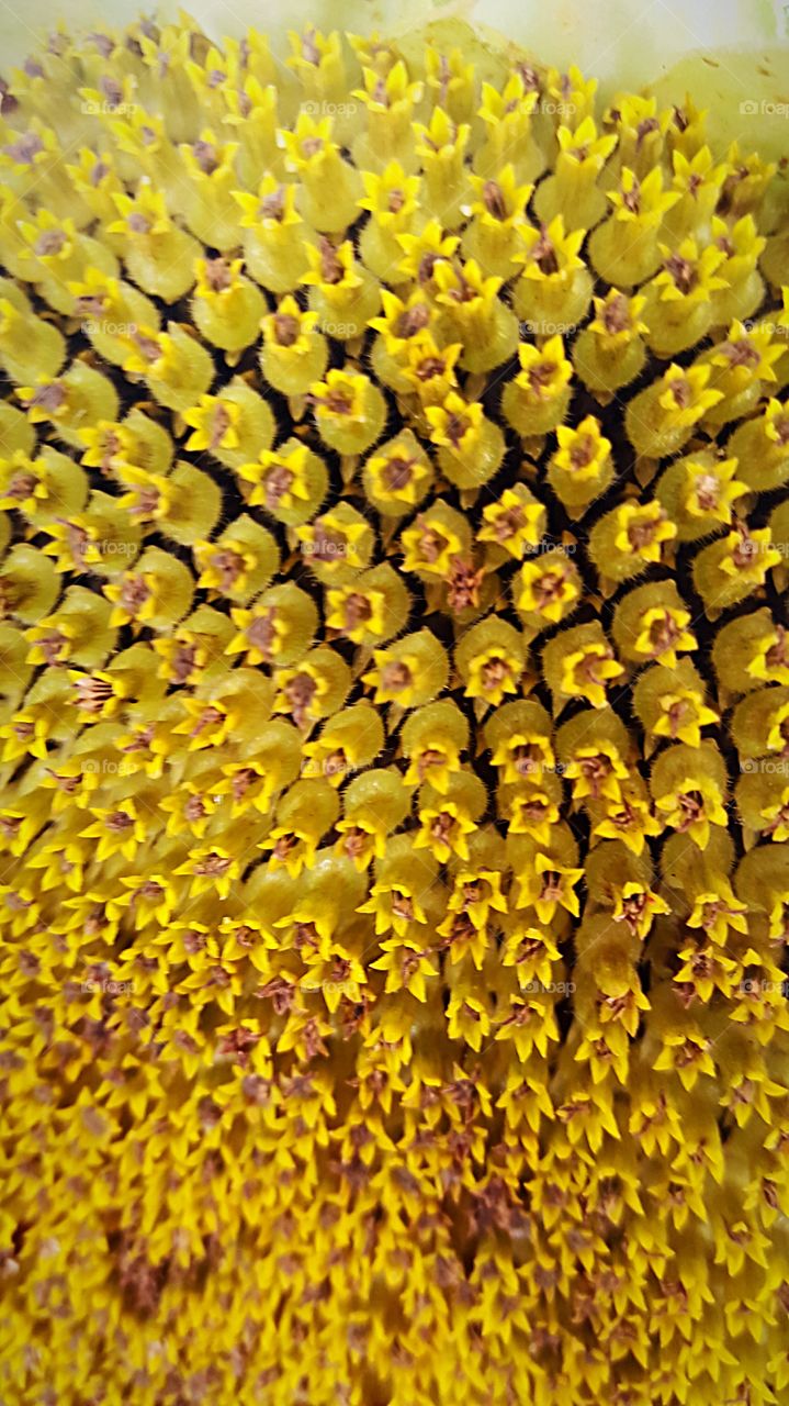 sunflower closeup