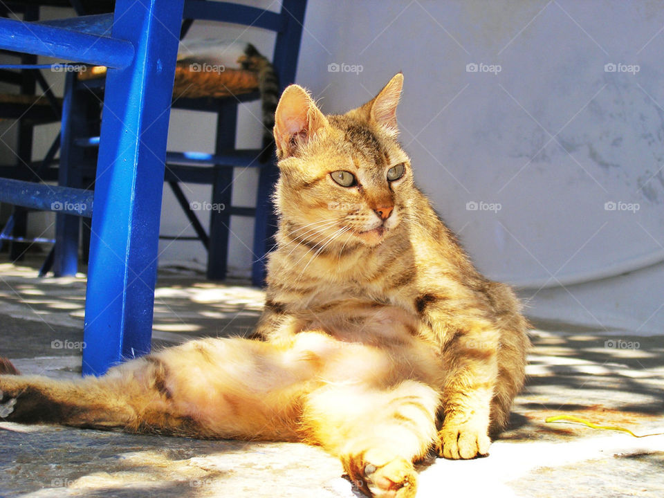 cat katt greece sitting by spikerbagger