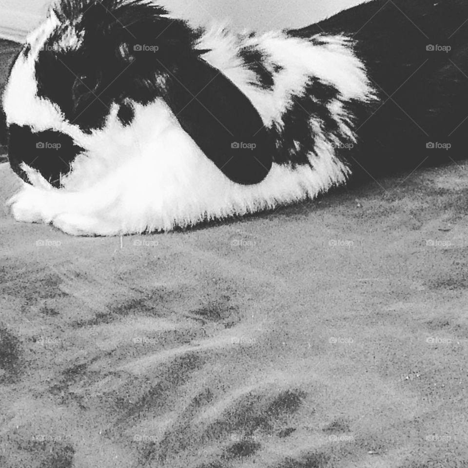 black and white photo of pet Holland lop rabbit on couch
