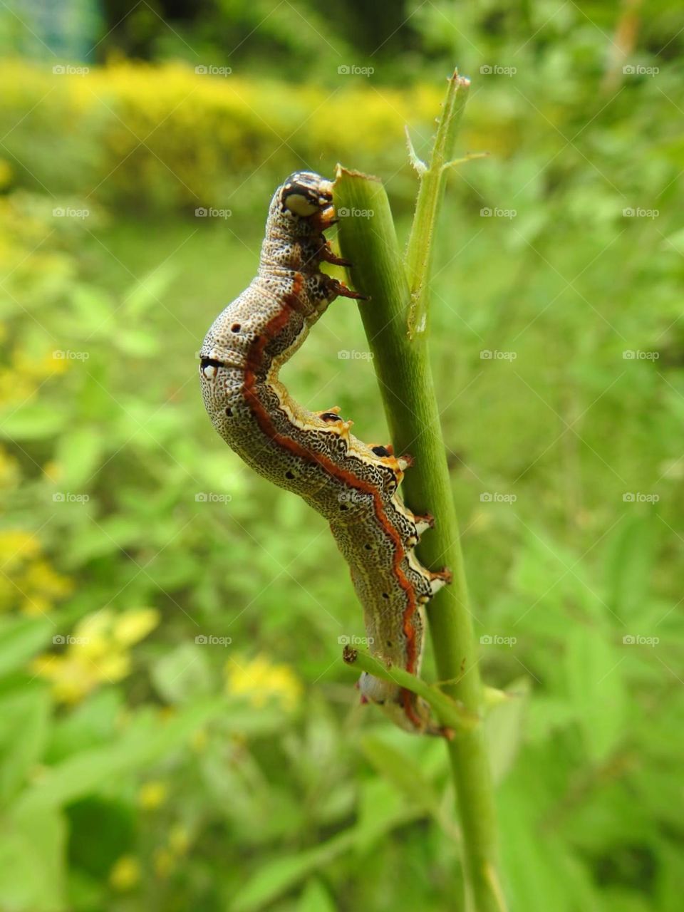 juvenile butterfly 😄