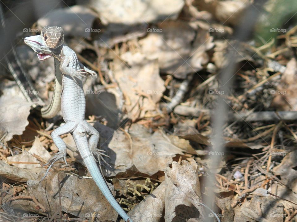 Gardner snake caught a lizard, holding the lizard upright.   Predator vs Prey.   Mother Nature 