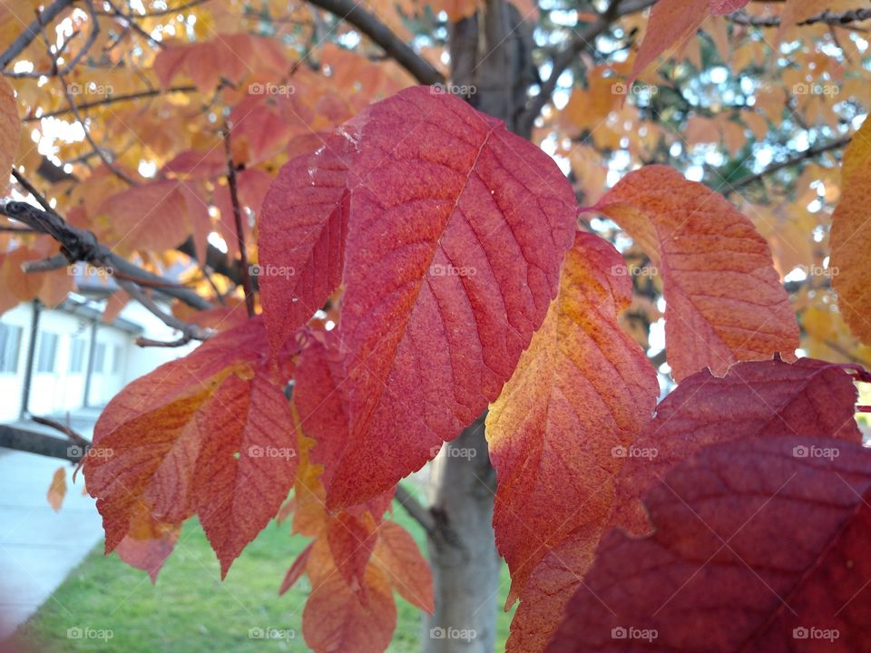 Red Fall leaves.