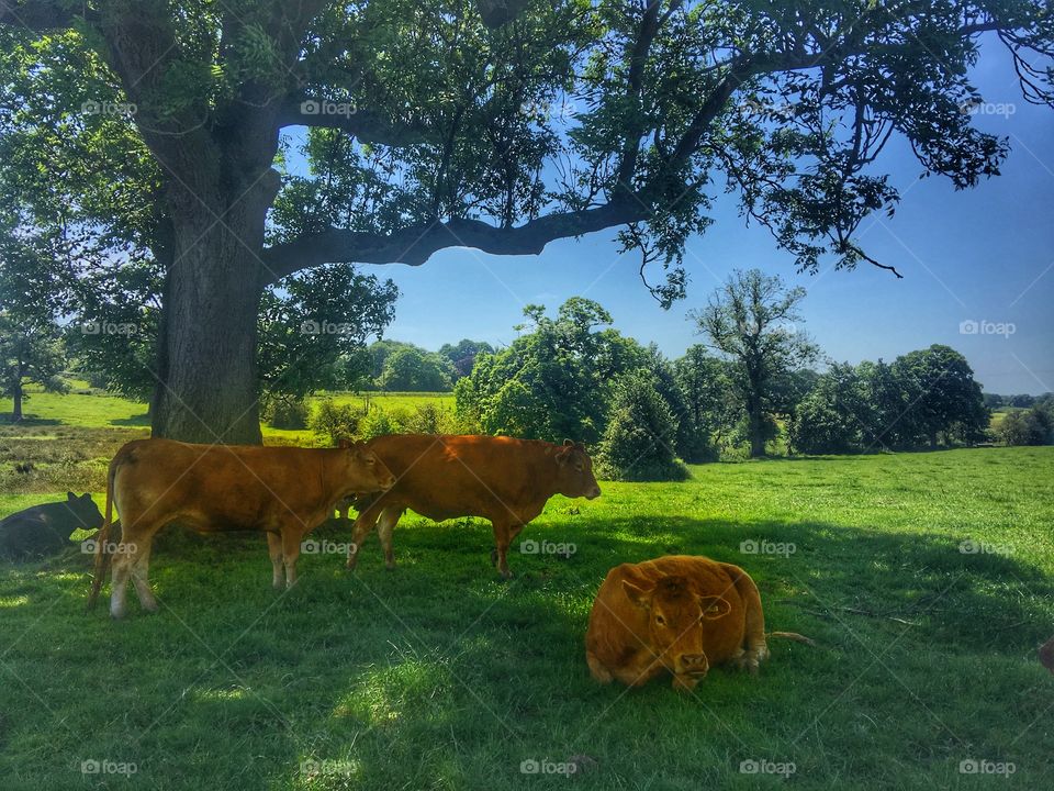 Cows on grassy land